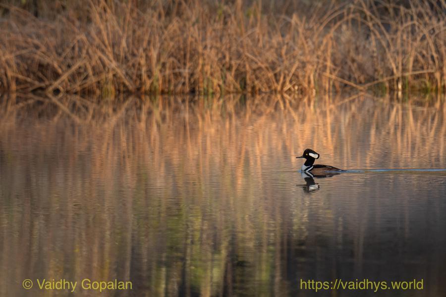 Redmond Retention Ponds