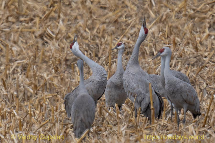 Sandhill Crane Festival