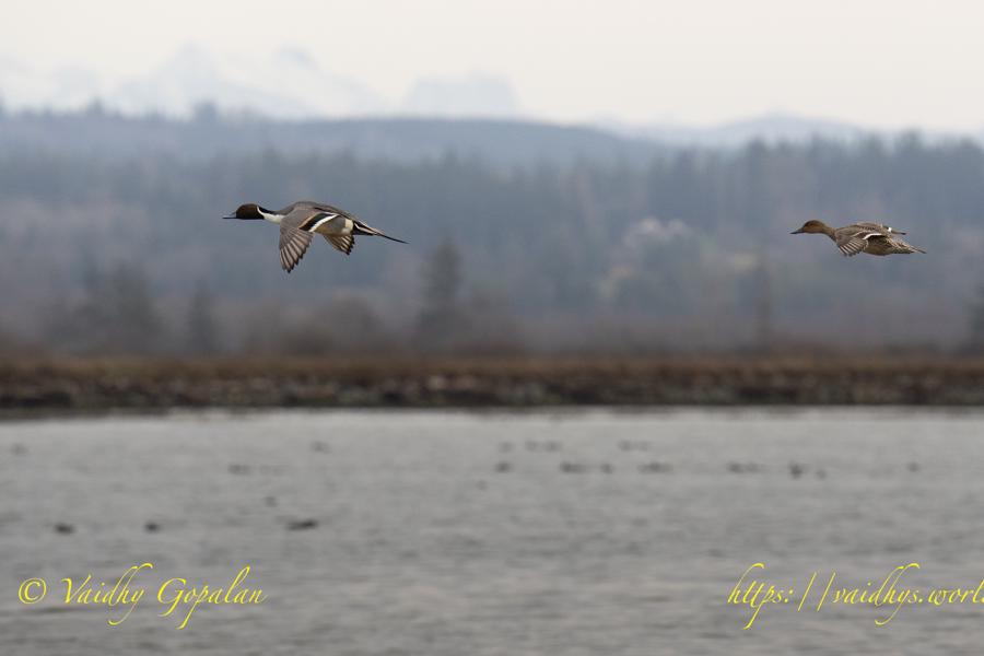 Skagit Valley, WA