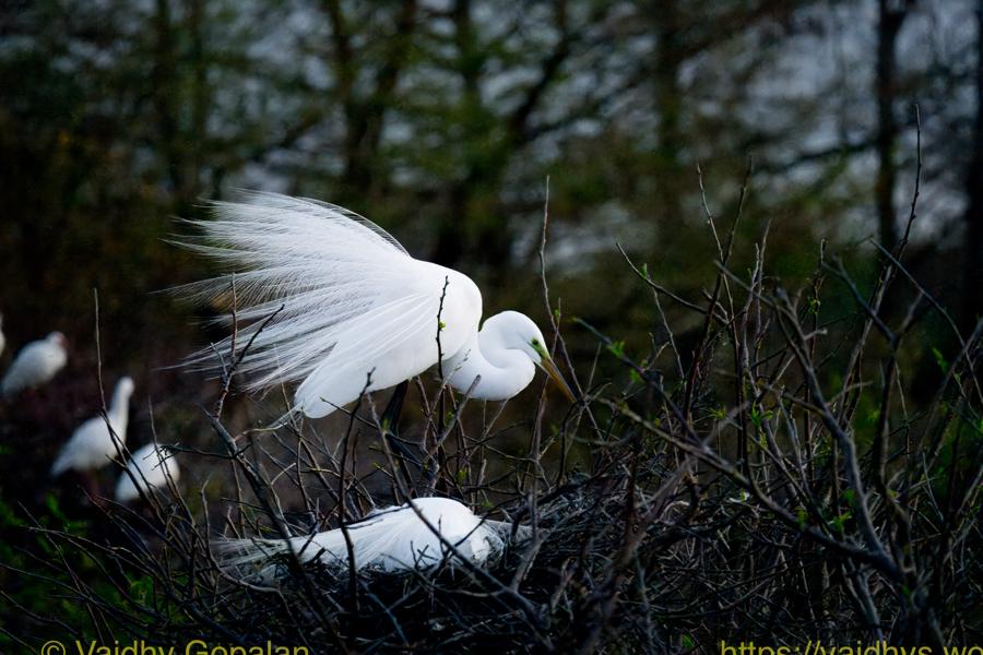 Wakodahatchee Wetlands